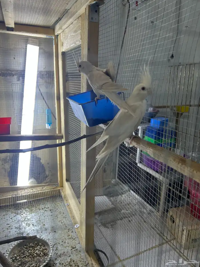 اناث كوكتيل كروان 0