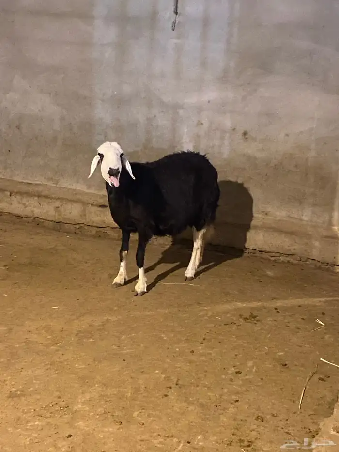 للبيع شاه نجديه حايل 7