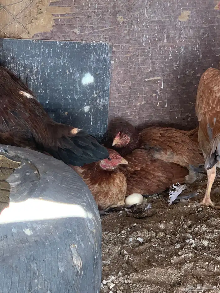 للبيع دجاج باكستاني العدد 27 دجاج مع اديك عددهم 8 26