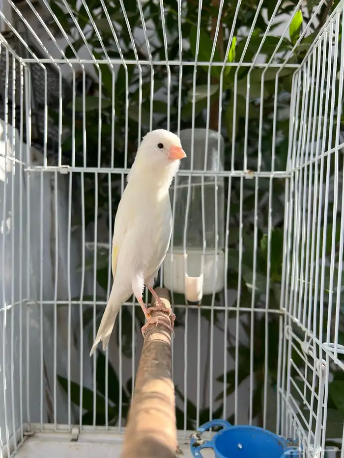 فحل كناري اوربي تغريد شرط(تم البيع) 2