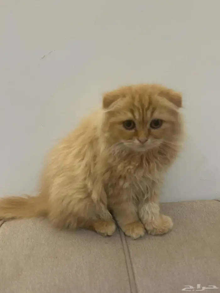 شيرازي هجين سكوتش 0