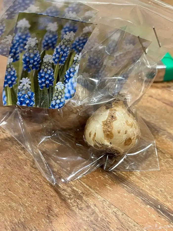 ورد بصيلات نمساوية 4