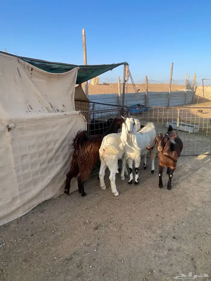 للبيع عدد5جفار مشاريك قبرصيه مصريه 4