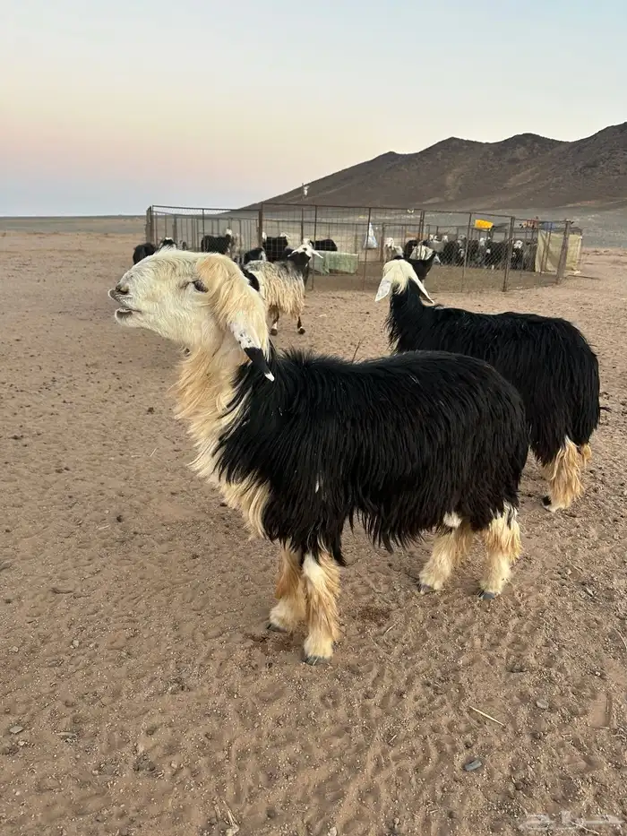خروف نجدي فحل 1