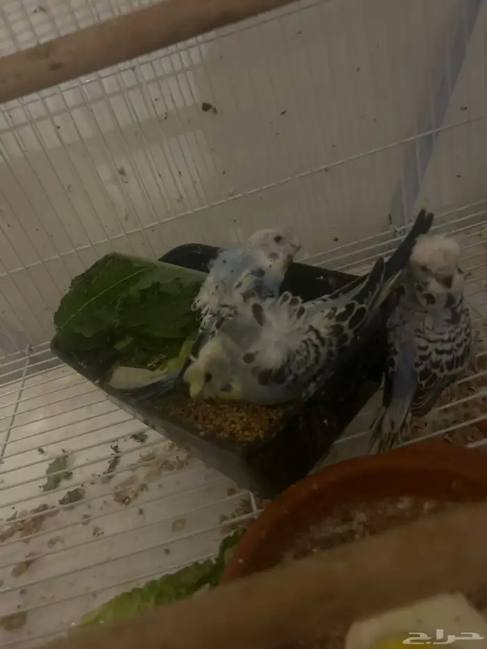 هوقو. فروخ 1