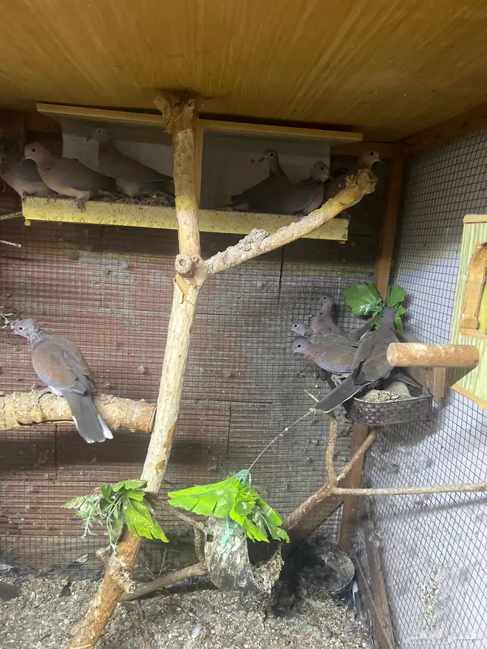 قماري بلدي 2