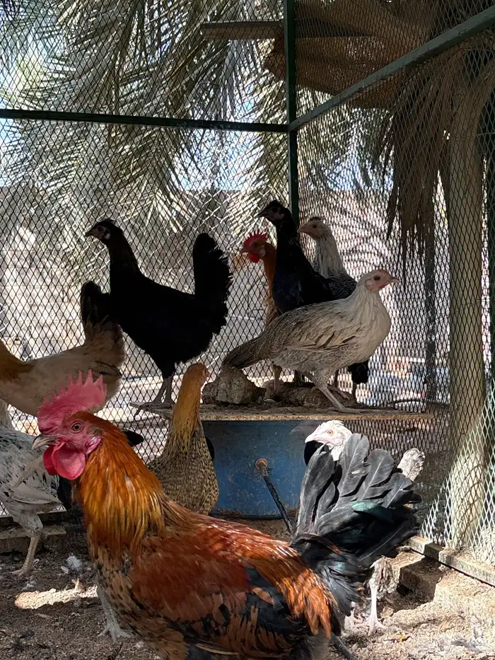 دجاج و ديكه بلدي 5