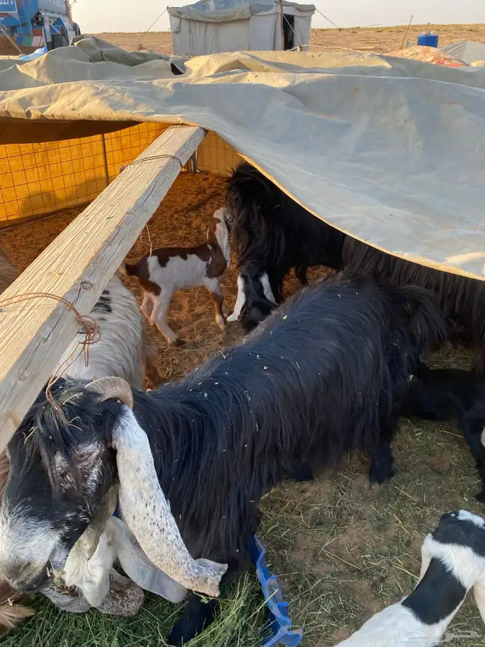 معزا مواليد 2