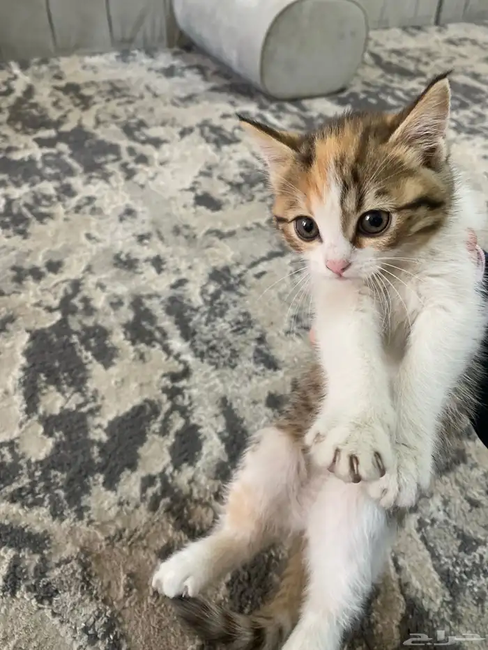 قط الام سكوتش والآب شيرازي 0