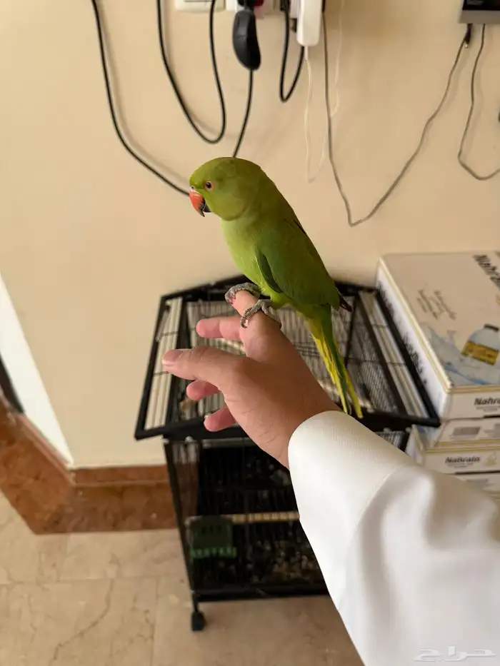 للبيع طير الدره 1