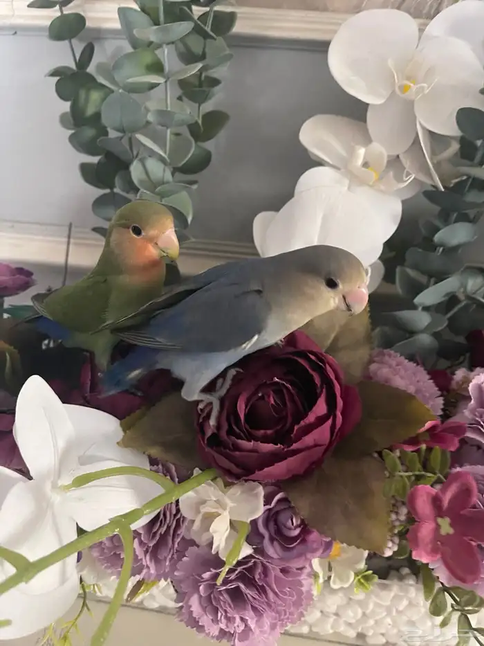 فرخين روز هدد داخلي 4