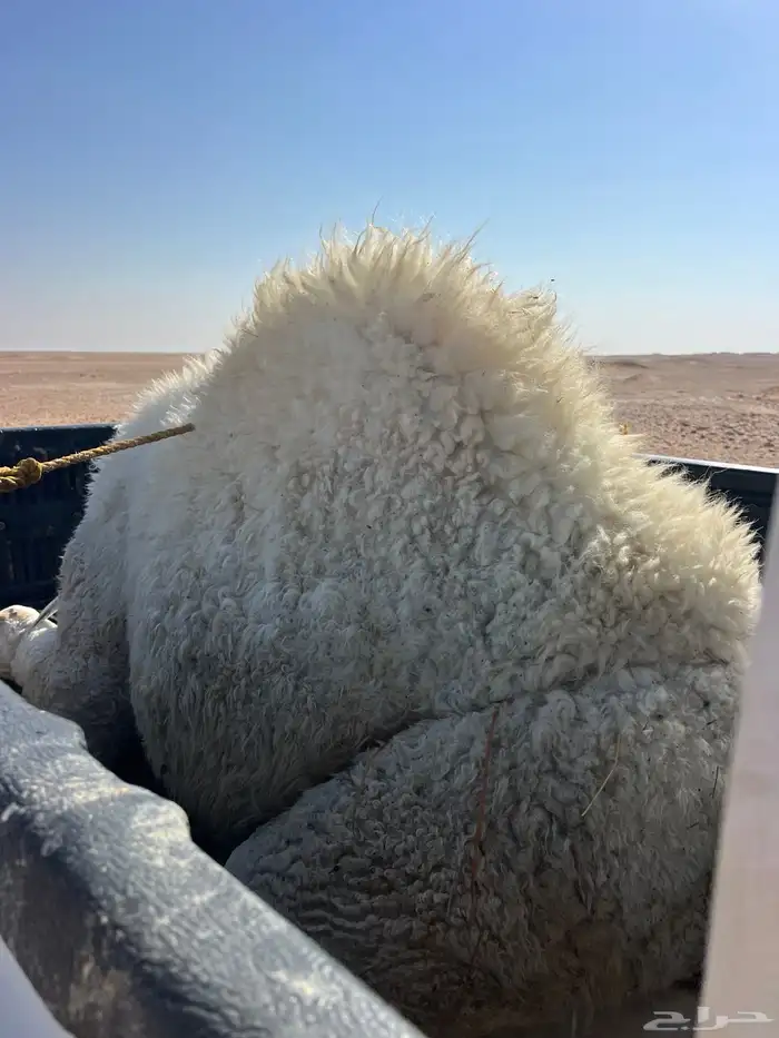 قعود فاخره عمره ثمان شهور مسحوب من امه الان 1