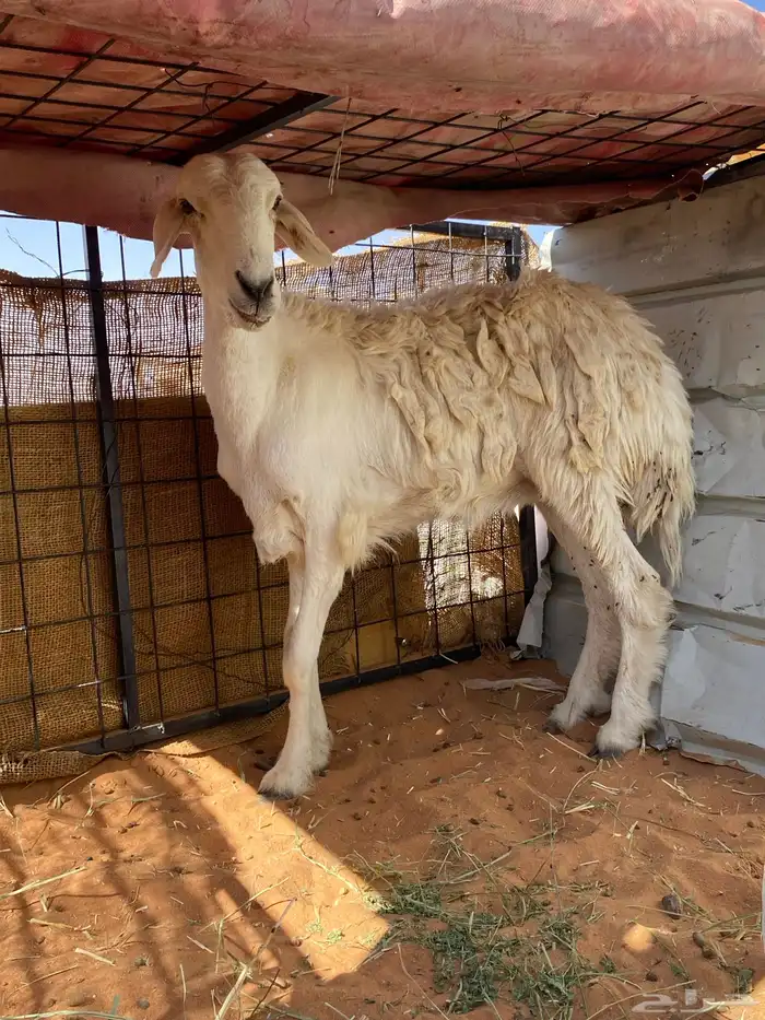 للبيع شاه حريه سديس جرمها طيب بس ناقصها علف 2