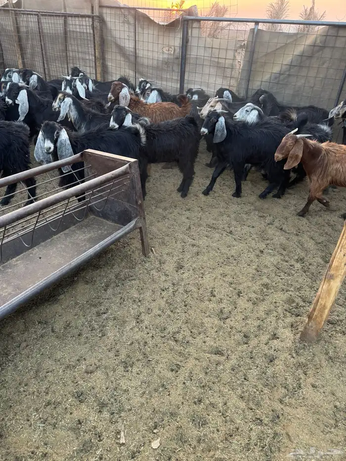 تيوس مخاصي للبيع .. 10