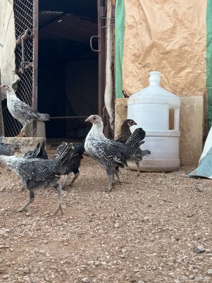 صوص فيومي للبيع 4