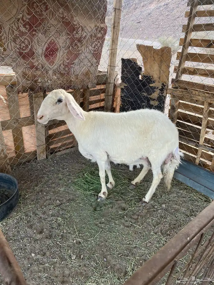 نعجه والد معها رخل للبيع 3