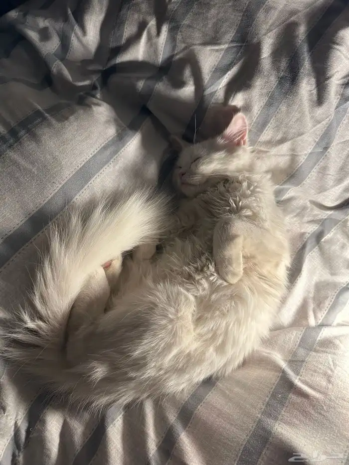 قط ابيض للبيع 4