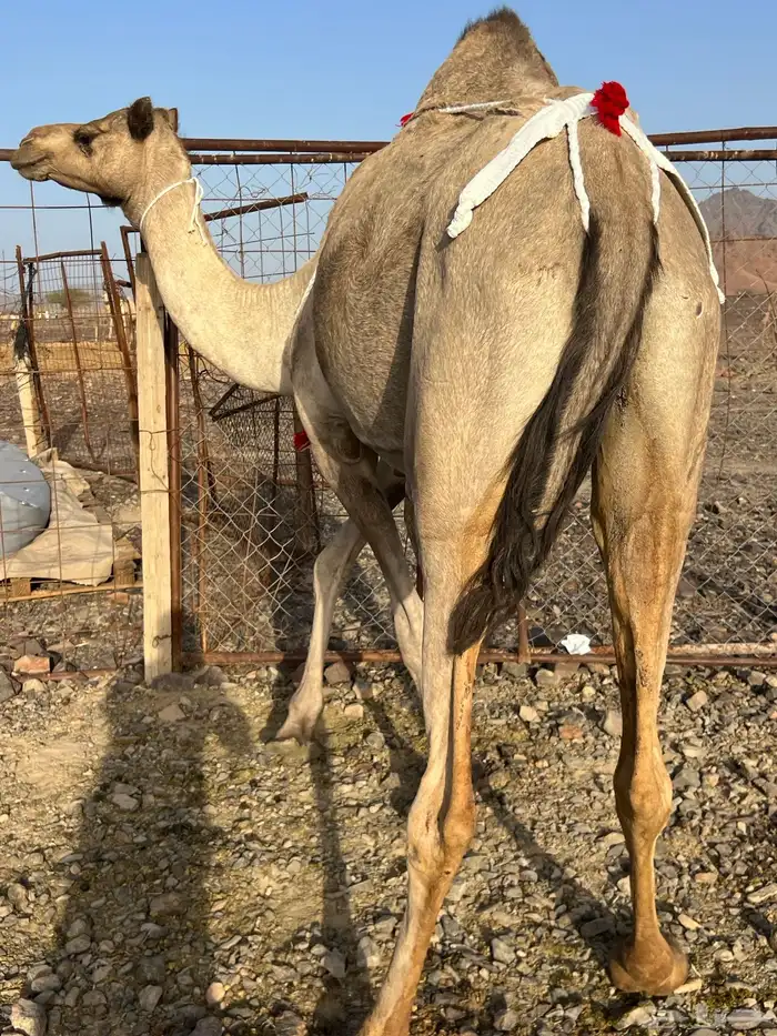 خلفه مصغر تحتها قعود ب 8800 تم البيع 4