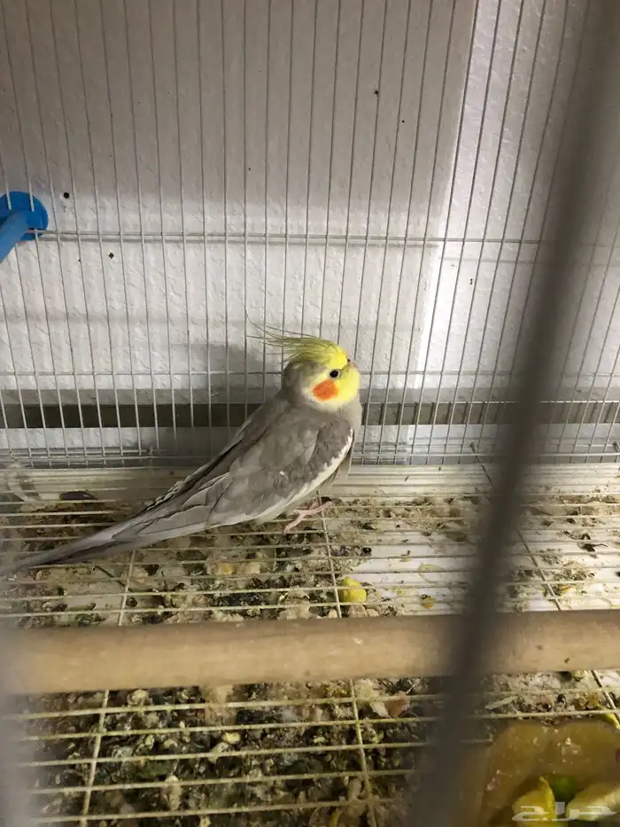 للبيع طير كروان ذكر 2