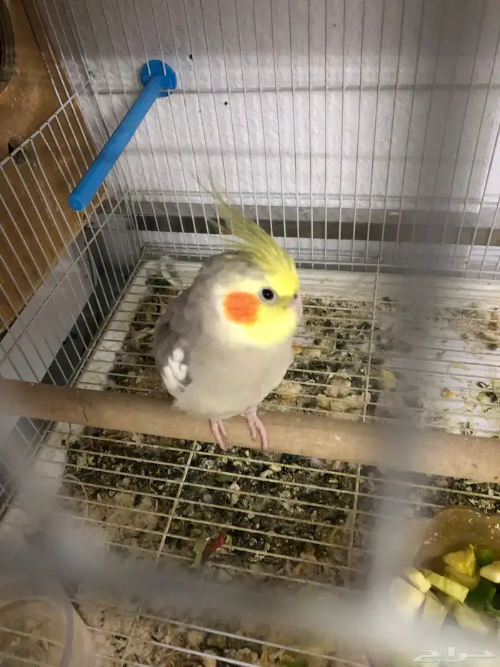 للبيع طير كروان ذكر 1