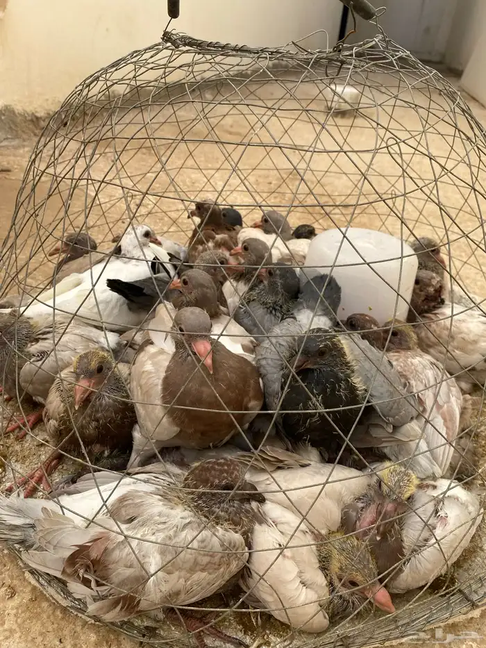 فراخة حمام 0