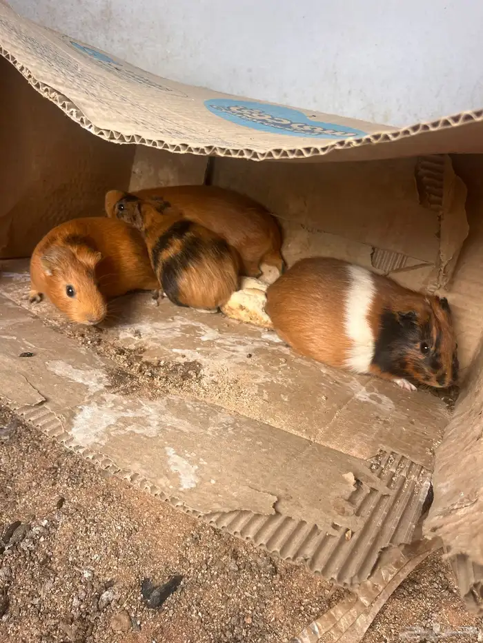 وبران بلدي للبيع 1