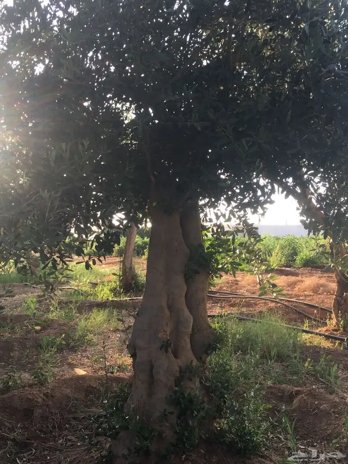 شجر ساق زيتون معمراشجار زيتون ساق معمر 32