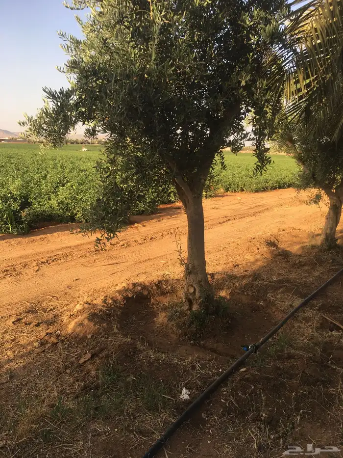 شجر ساق زيتون معمراشجار زيتون ساق معمر 28