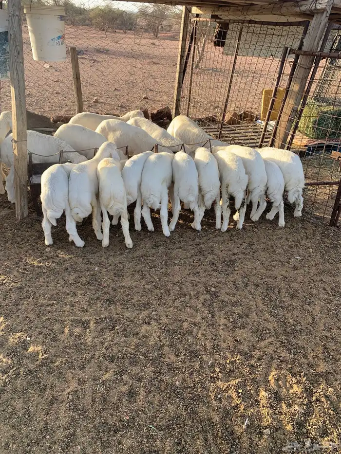 بهم تربيه للبيع 0