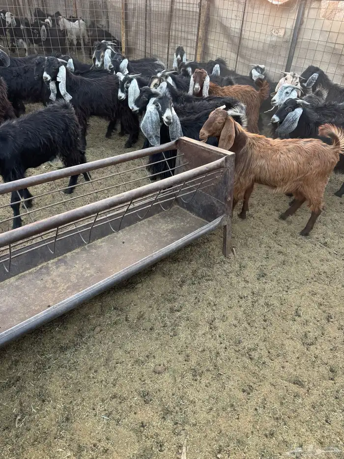 تيوس مخاصي للبيع .. 9