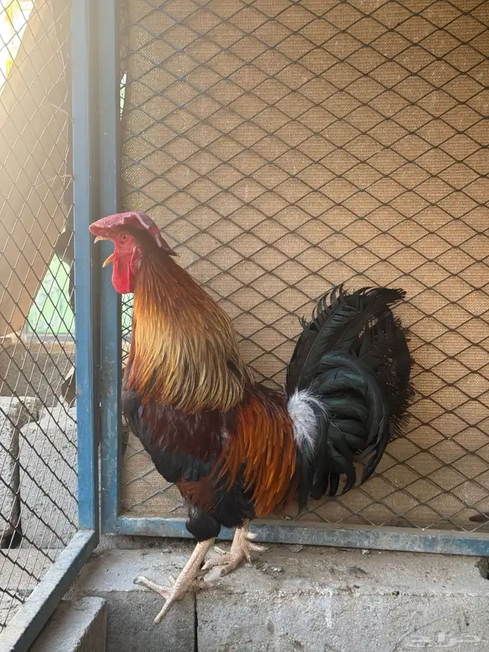 ديك فري جرم كبير التفاصيل في اعلاني السابق 13