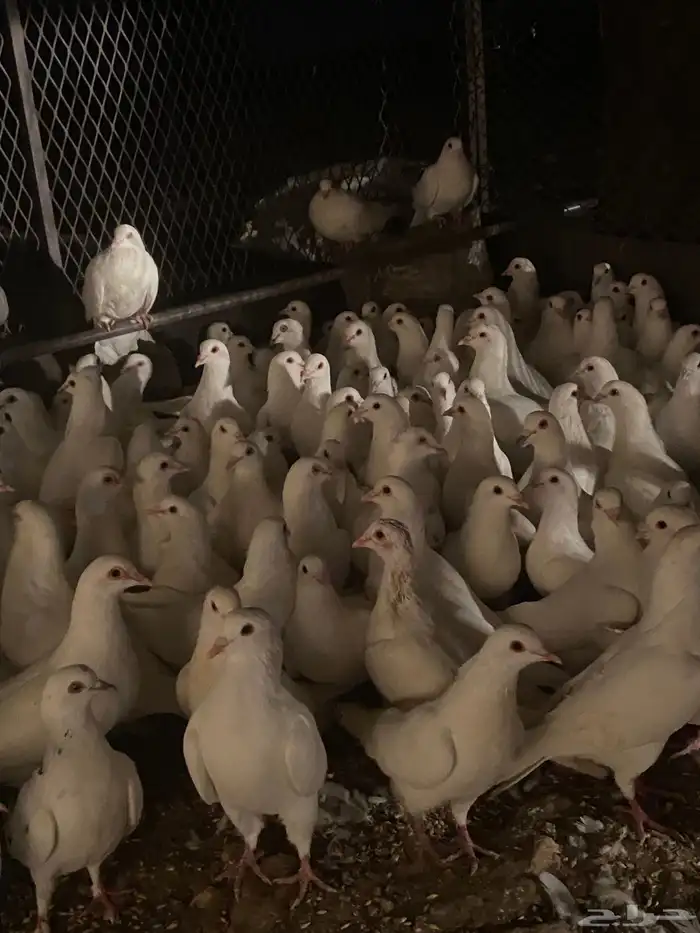 تم البيع الله يبارك لرعيه 6