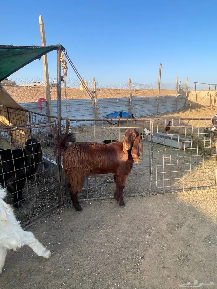 للبيع عدد5جفار مشاريك قبرصيه مصريه 2