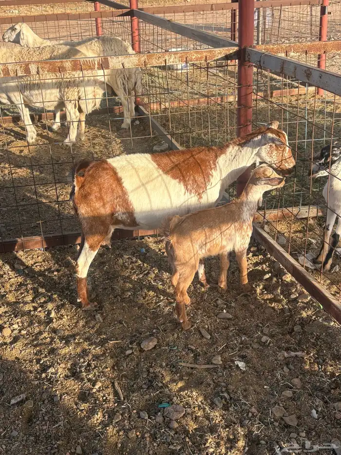 عنز جنوبيه خلفه تم البيع 5