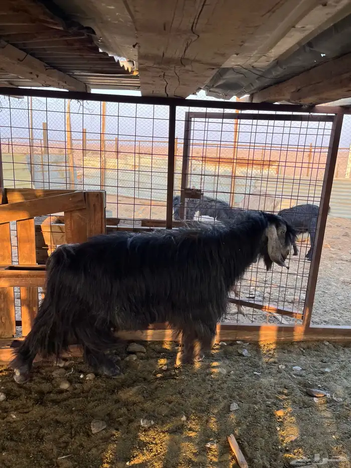 تيس فحل للبيع 2