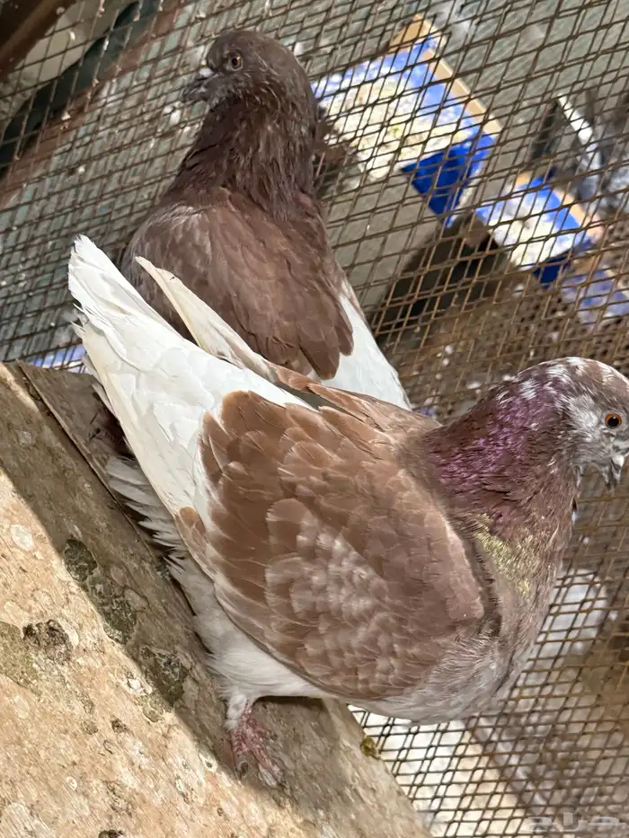 للبيع جوز فرش منتج مكينه تحته بيض ومعه فرخ 4