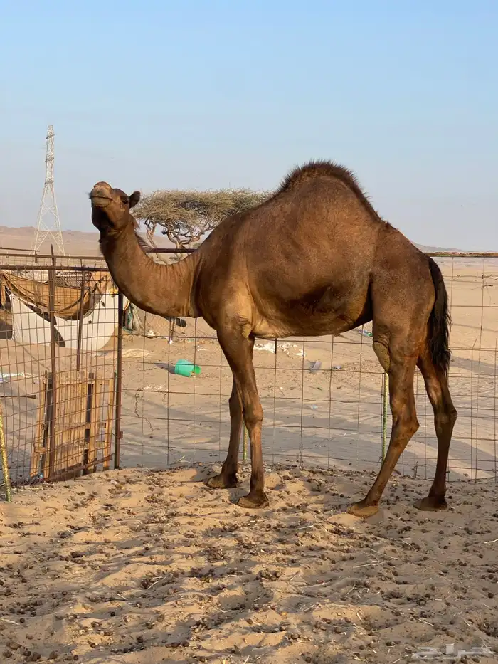 للبيع بكره حايل 0