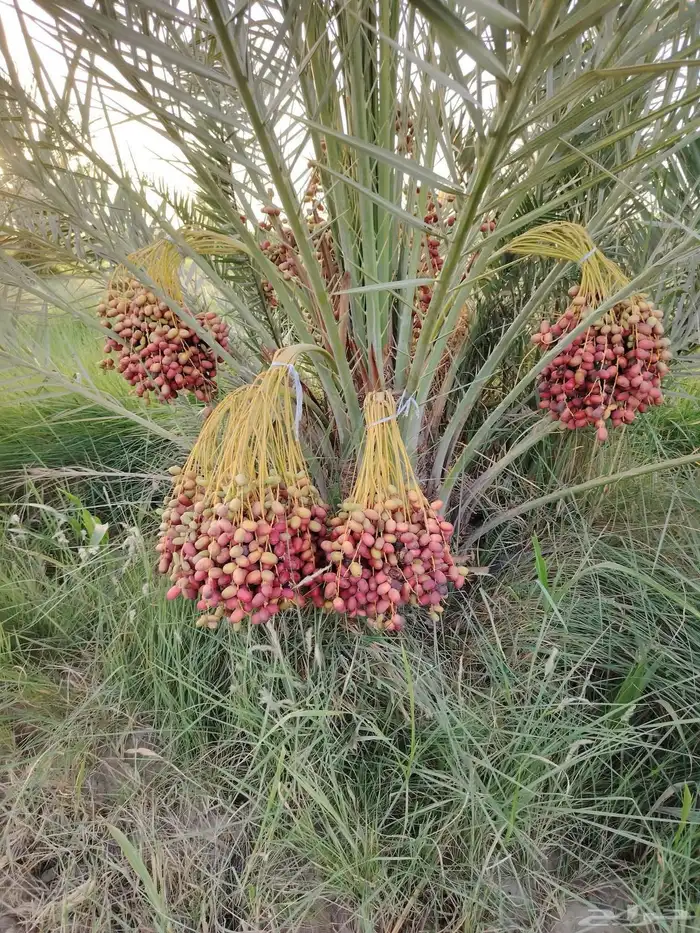 جميع أنواع النخيل 13