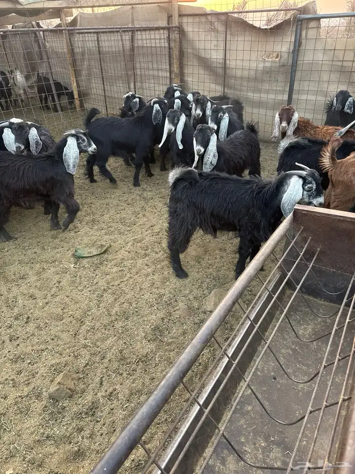 تيوس مخاصي للبيع .. 4