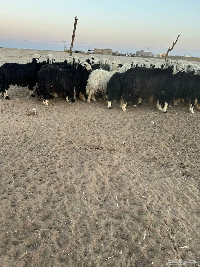 نجد طيبه فحص سونار 4