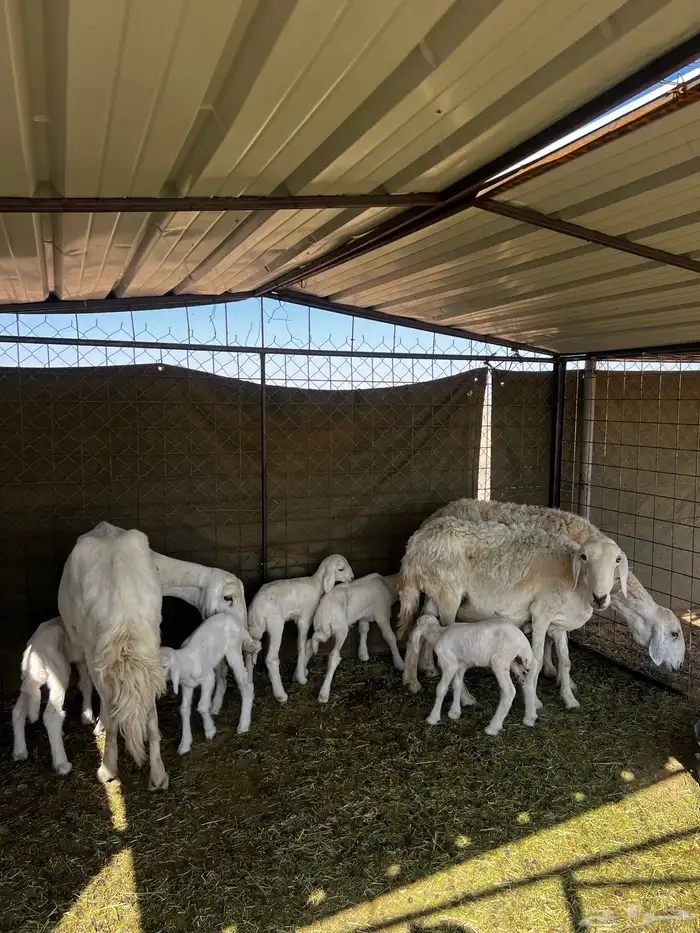 حريات متاويم 3 معها 6 0