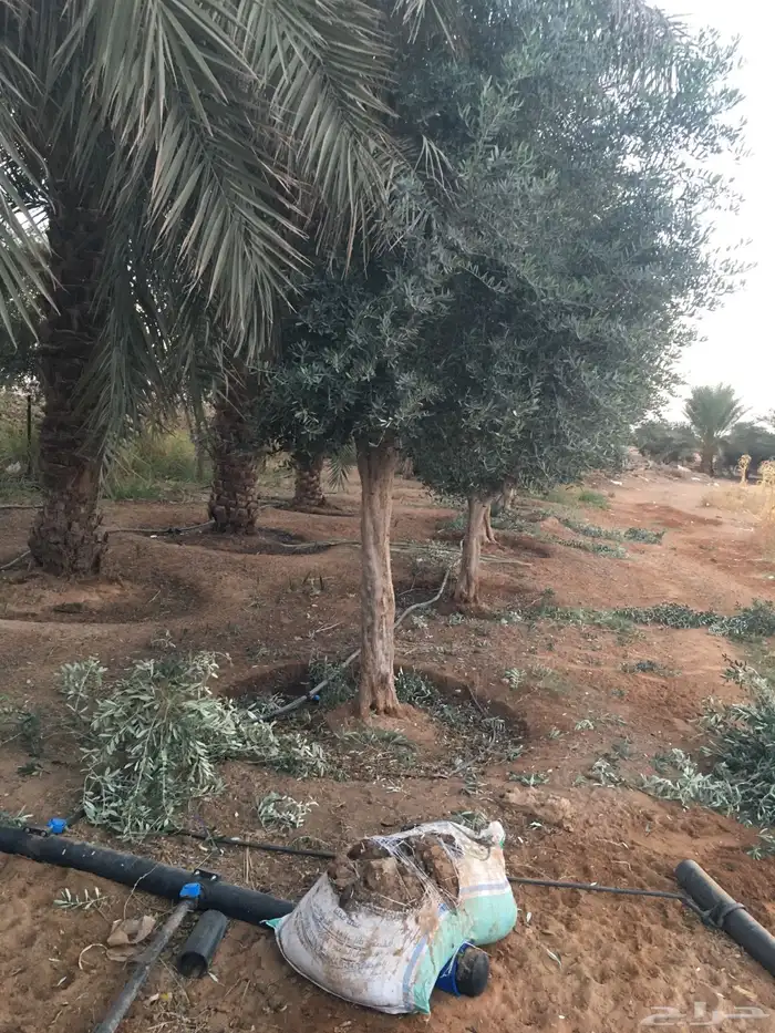 شجر ساق زيتون معمراشجار زيتون ساق معمر 1