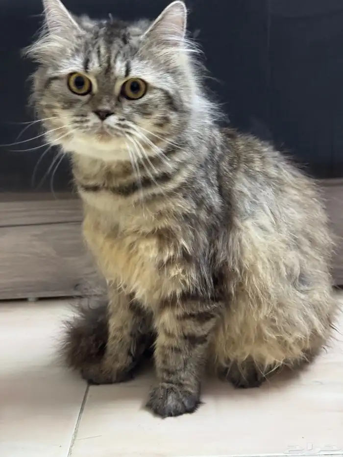 قطة ذكر شيرازي للبيع 1