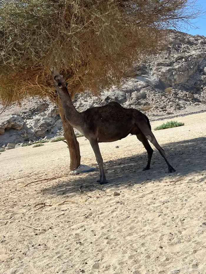 ناقه لقحه ملاقي 1