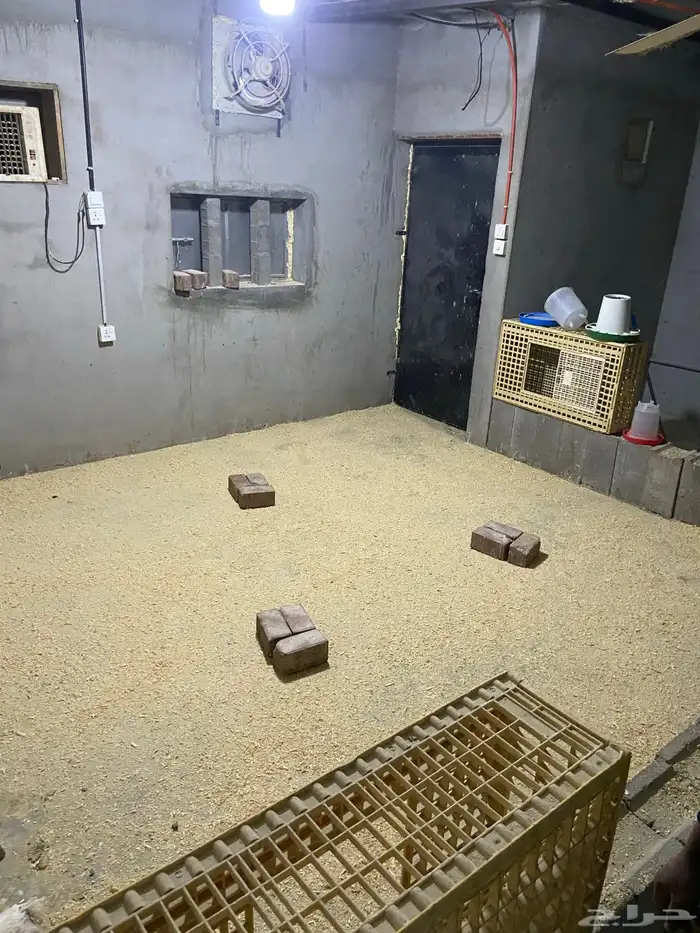 مسلخ دجاج للتقبيل 5