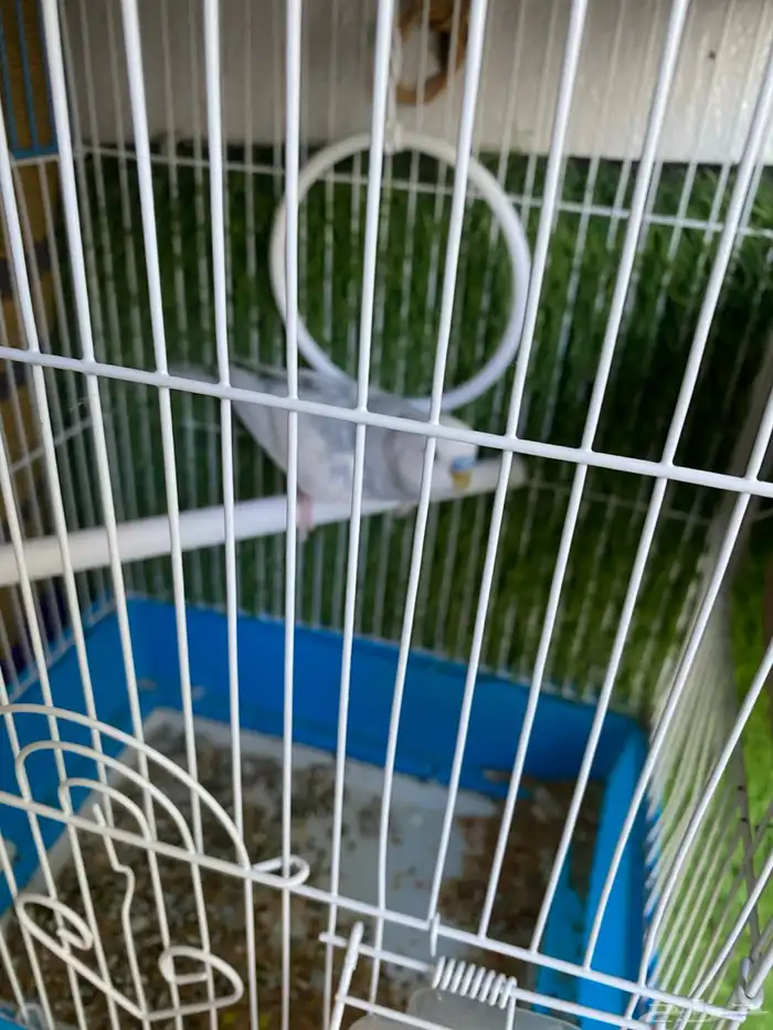 عصافير بادجي 1