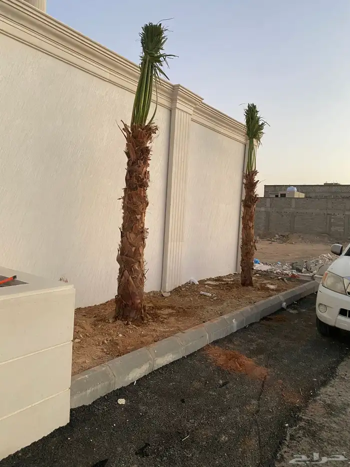 يوجد لدينا نخل زينه وشنطن الموقع شقرالمجمعه ساجر الدودمي 3