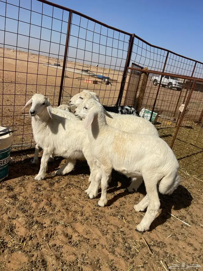 خرفان حريات 0