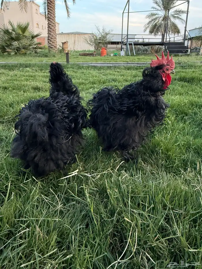 دجاج زينه كوشن مفتل 2