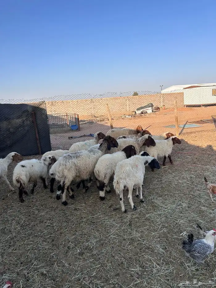 غنم نعيم رغث 0